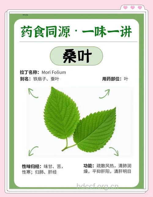桑叶的营养价值及食用方法