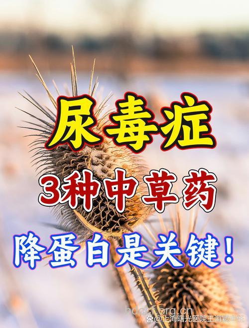 治尿毒症不能只用中药