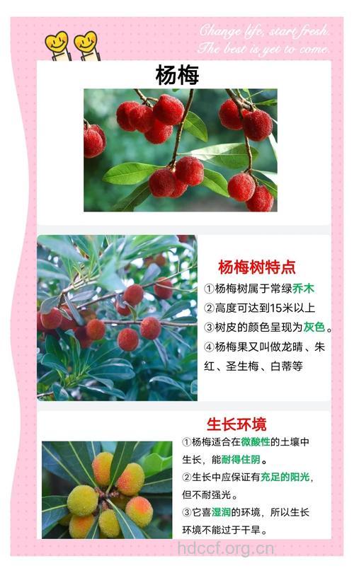 杨梅树的功效与作用以及营养价值