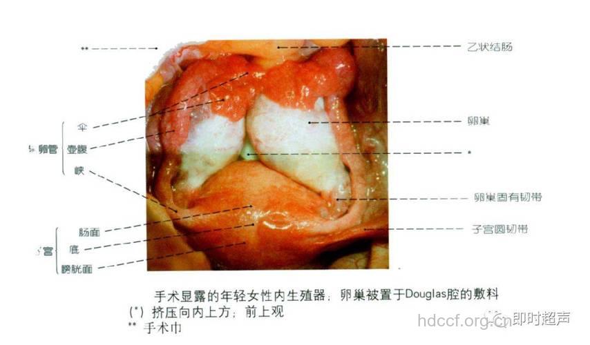 解析女性的性器官整形