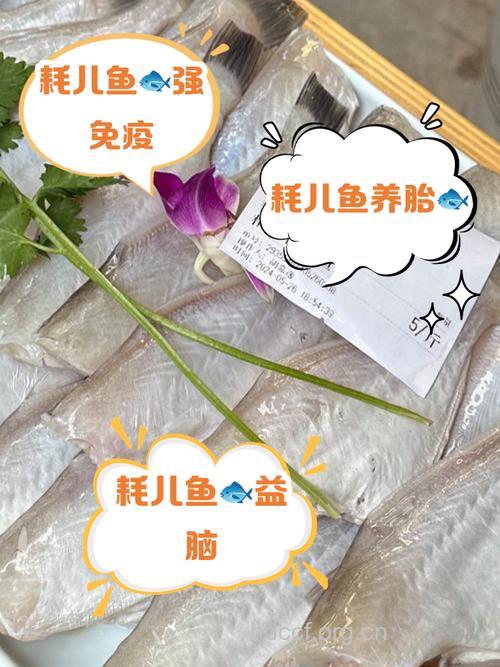 耗儿鱼的营养价值