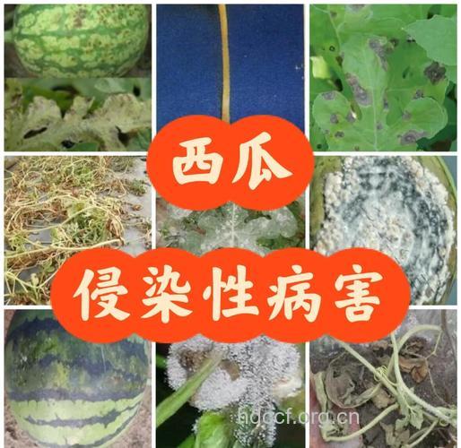 夏季瓜果防农药入侵