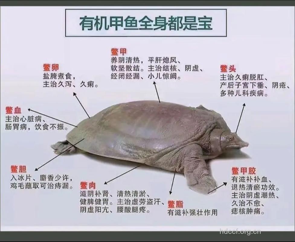 甲鱼有什么营养价值