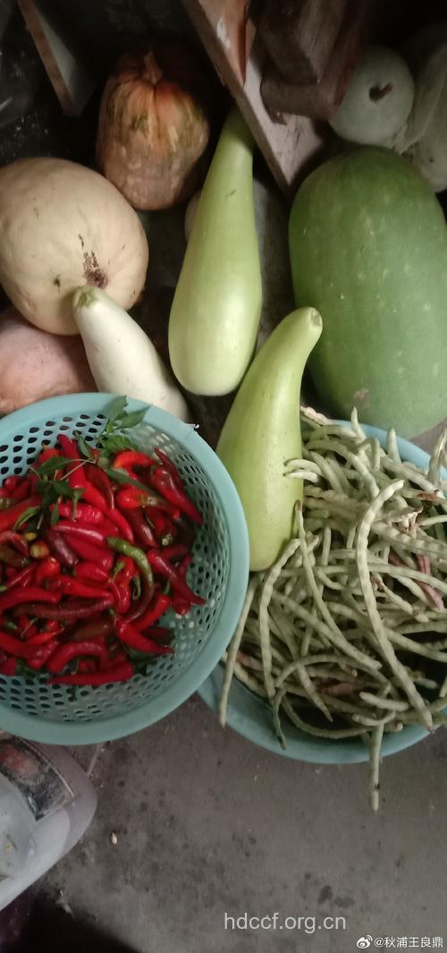 夏季瓜豆来者不拒