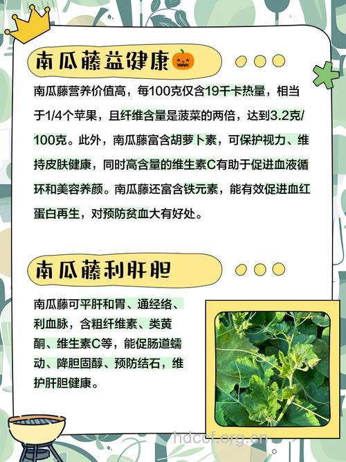 南瓜藤的营养价值