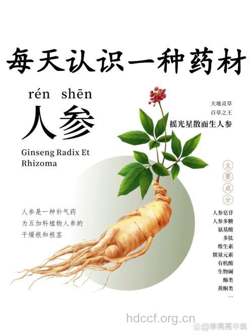 冬季小人参让你美丽又健康