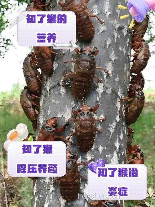 知了猴的营养价值
