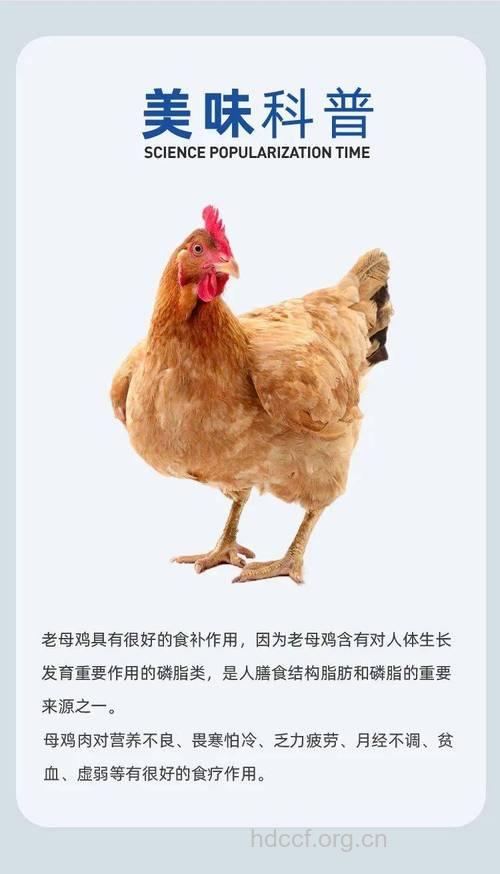 老母鸡的营养价值