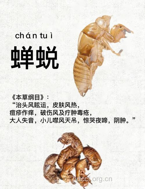 蝉蜕的功效与作用及食用方法