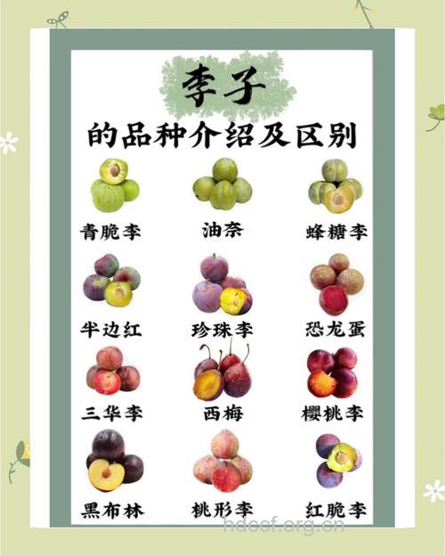 吃李子的四大好处