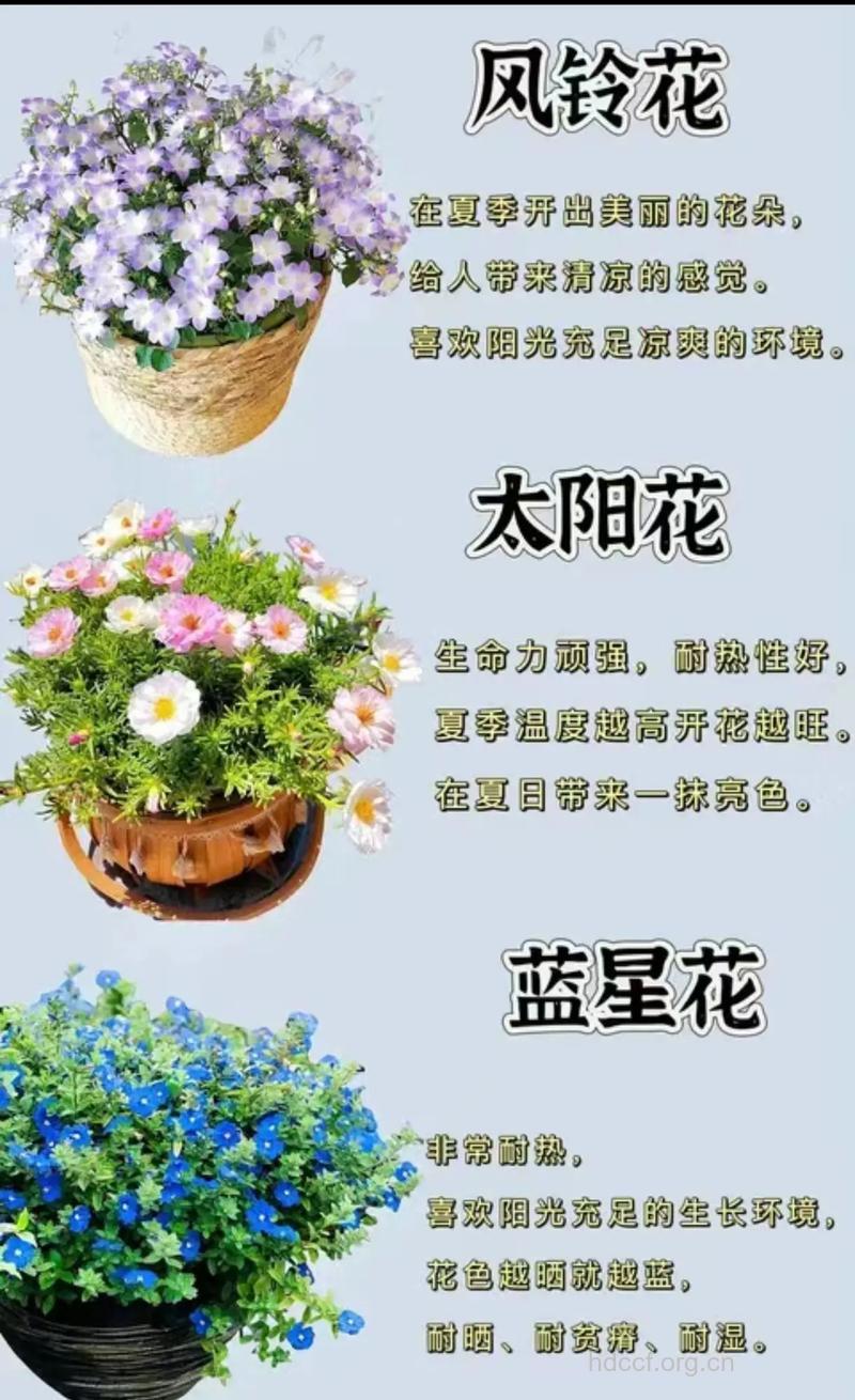 夏季鲜花不仅养眼还养生