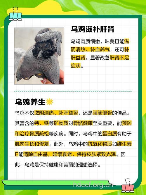 乌鸡的营养价值及食用方法