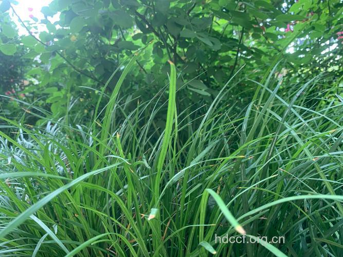 “返青粽叶”粽族的害群之马