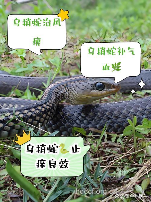 蛇身都是宝 盘点吃蛇的好处