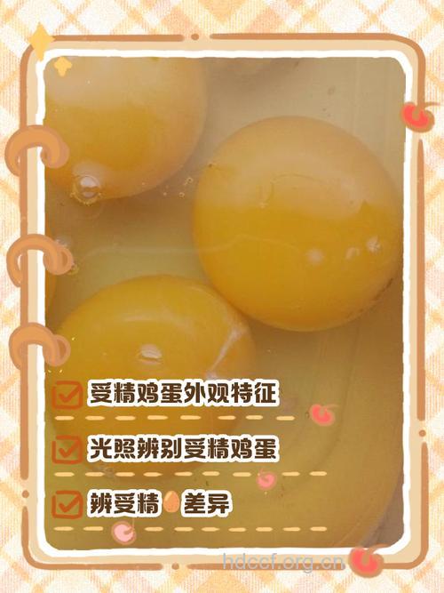 鸡蛋有助于提高男性精子质量