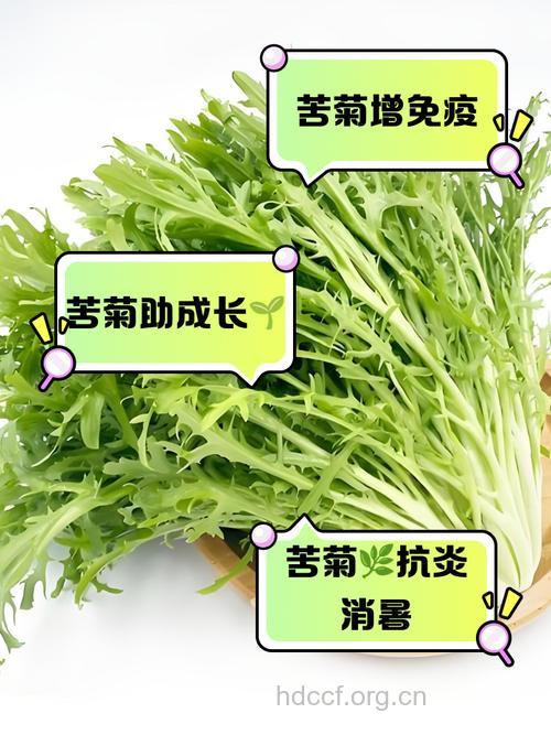 苦菊的功效和作用 搭配什么吃好