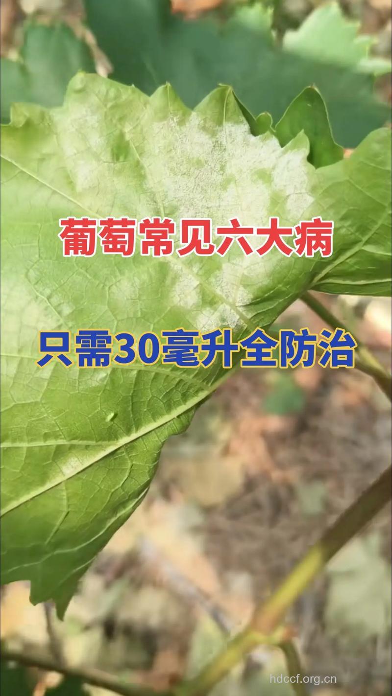 葡萄能治疗的疾病