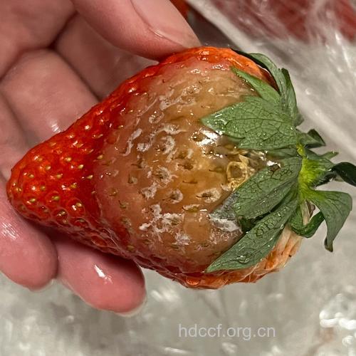 草莓烂一点能吃吗 吃了烂草莓会怎样