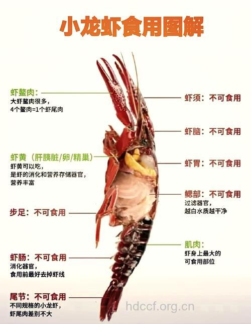 小龙虾的头能吃么 不吃更加健康
