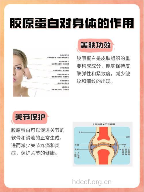 胶原蛋白的功效与作用