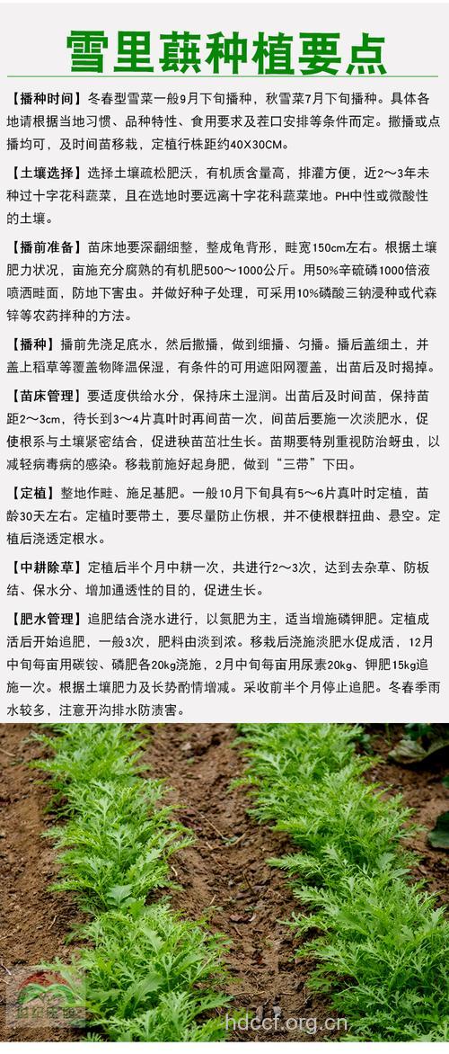 雪菜的营养价值