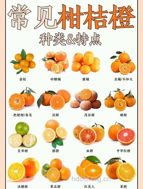 教你怎样吃橘子不上火