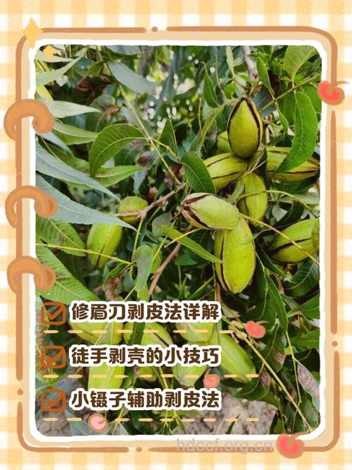 怎样挑选碧根果 三招挑出良品