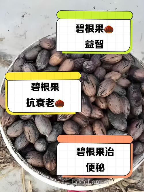 糖尿病能吃碧根果吗 少吃是健康选择