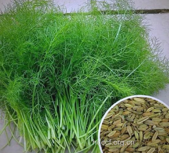 茴香菜的功效与作用