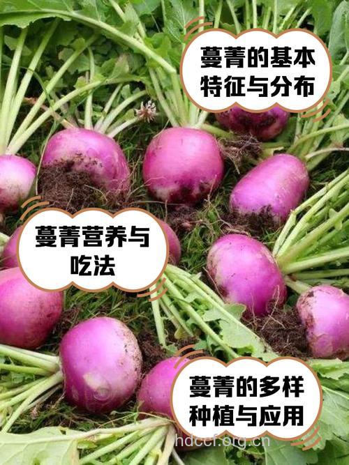 蔓菁的营养价值