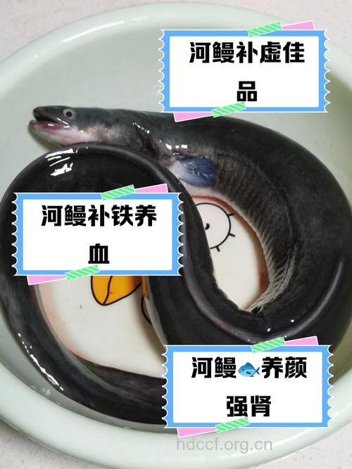 河鳗的营养价值