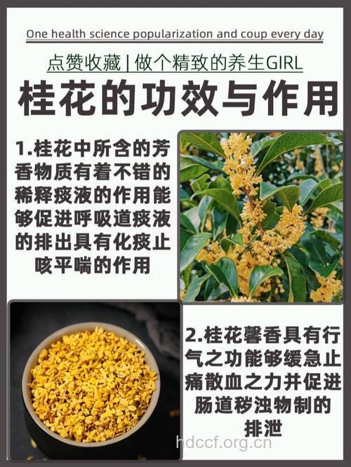 桂花的功效与作用