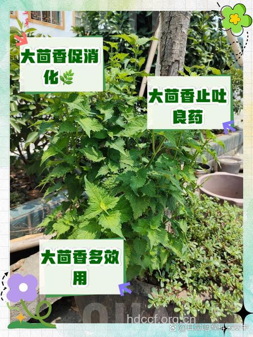 大茴香的功效与作用