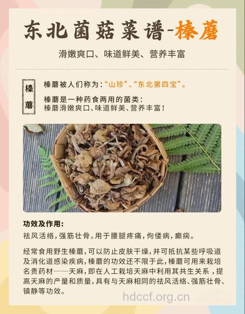 榛蘑的营养价值