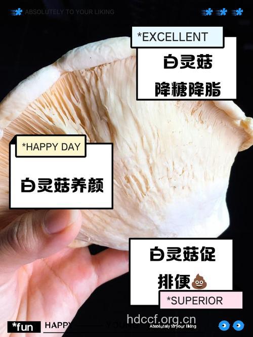 白灵菇的营养价值
