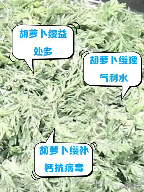 萝卜缨的营养价值