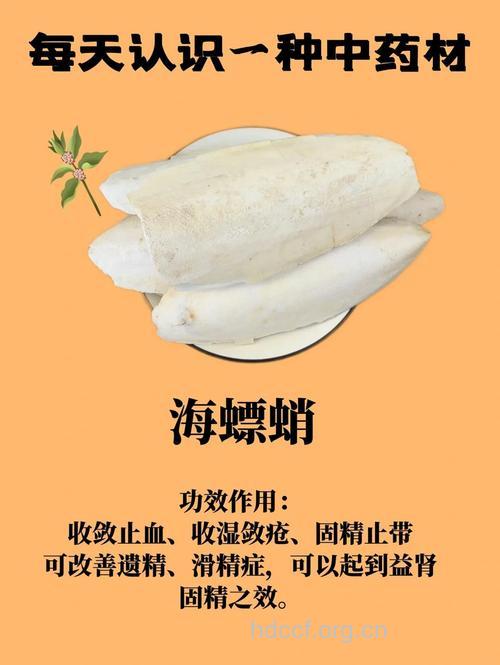 海螵蛸的功效与作用