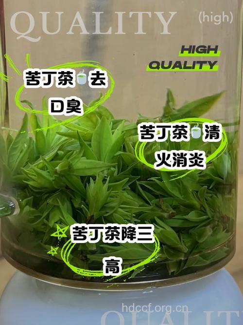 揭秘 喝苦丁茶降血压吗