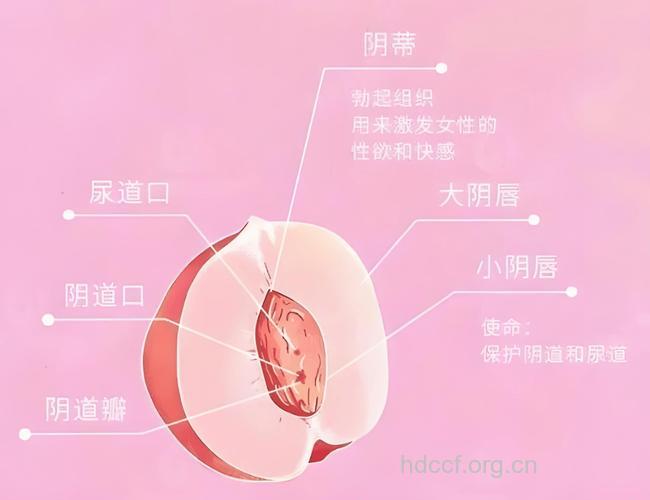 有哪些常见的女性器官整形