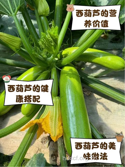 西葫芦是眼睛防晒的保护伞