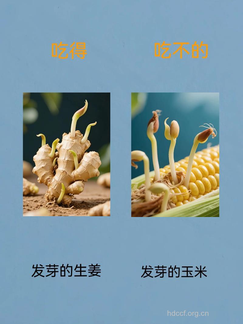盘点四种发芽后能吃的食物