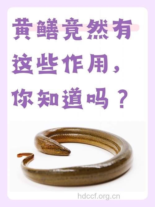 吃黄鳝竟有七大好处