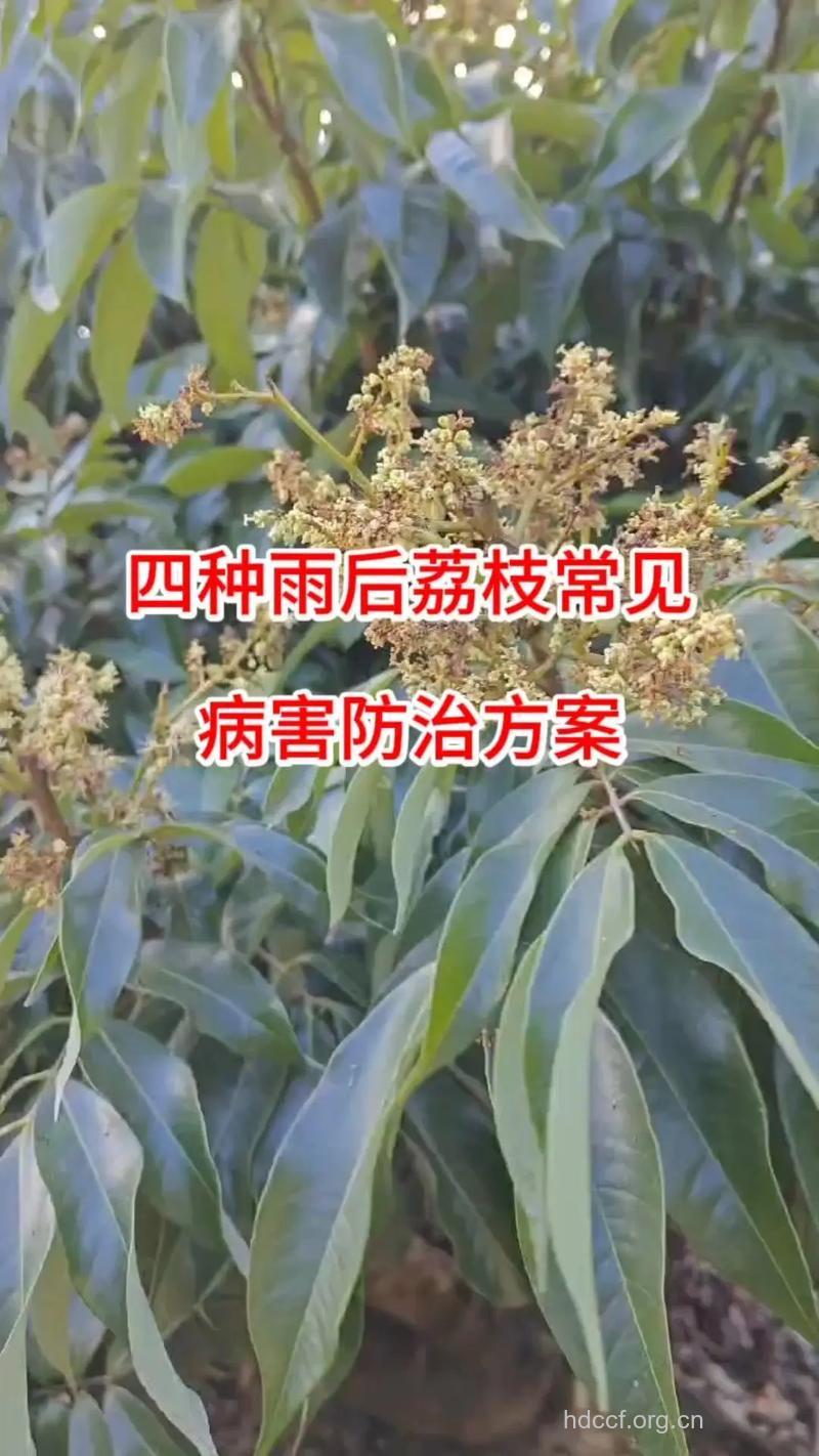 荔枝病怎么办