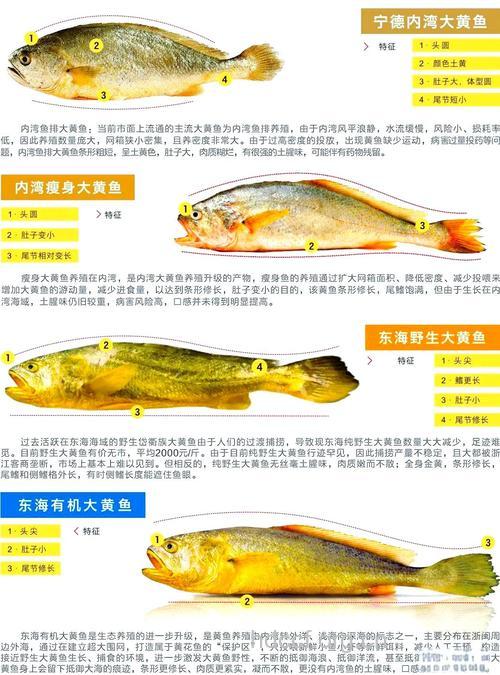 大黄鱼的的营养价值