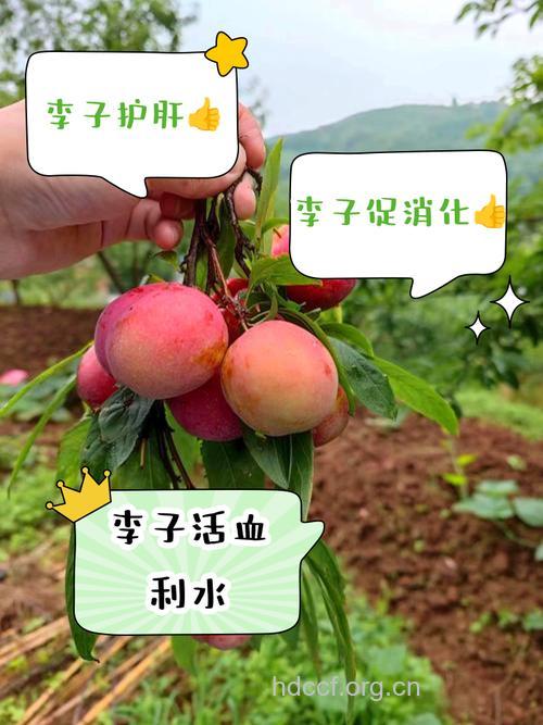 抗衰老李子有奇效