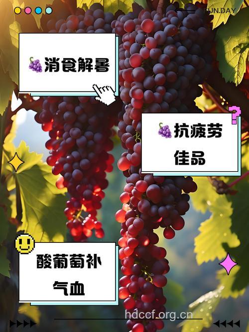 酸葡萄的消食作用