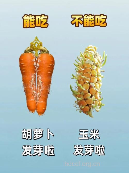 蔬菜十种错误吃法 你中招了吗