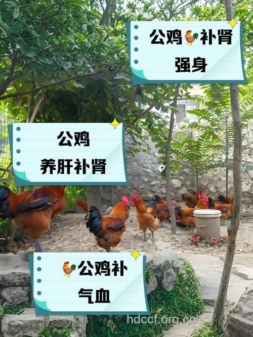 鸡的功效与作用