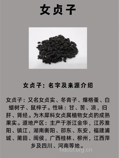 女贞子的功效与作用