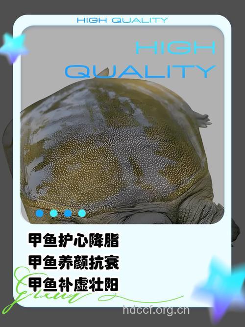 甲鱼的营养价值多 冬季体虚就靠它了